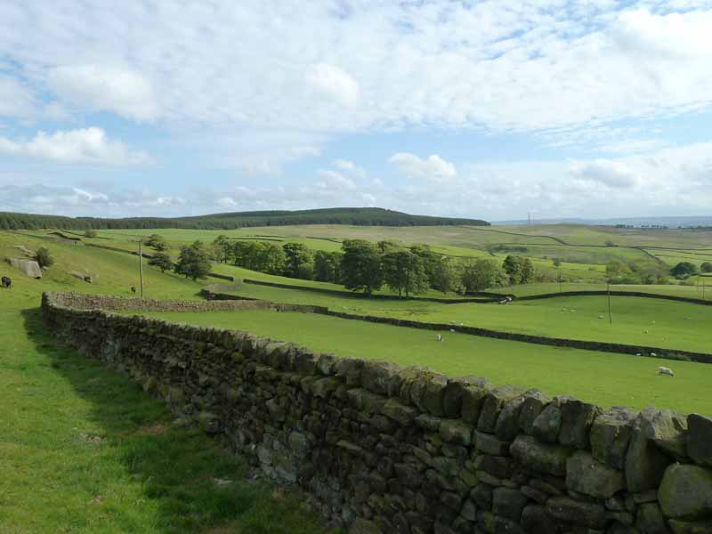 Moor View
